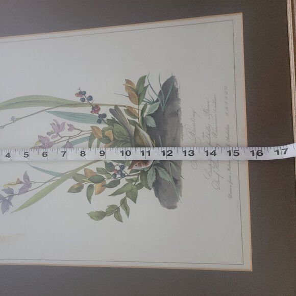 Field Bunting Print of Vintage Lithograph by JJ Audubon Matted & Framed - Picture 12 of 16